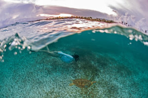 Secrets Resorts Maroma Beach Sea Turtle